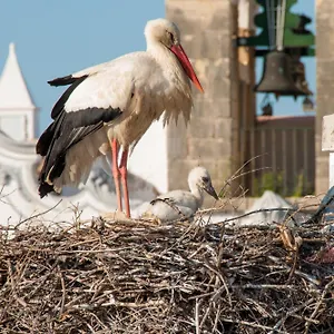 Hostel Stork 